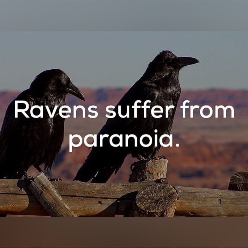 $2 RAVEN PIN/BROOCH. ENAMEL/METAL. NEW. $2 WITH ANY $10 ORDER OR MORE - Picture 8 of 16